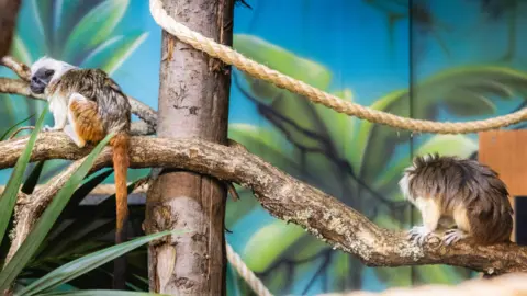 Raquel and Raymond cotton-top tamarins at Folly Farm in Pembrokeshire